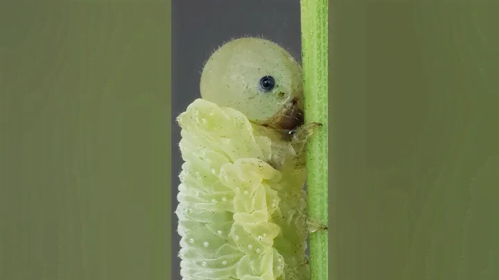 My reflection on an eye of a Sawfly larva:  #macrophotography #macro #zoom #entomology #nature