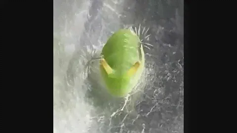Необычная реакция гусеницы на опасность🐛