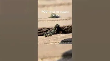 POV: когда торопишься поесть 😅   #макросъёмка #макро #гусеницавмакро #юмор #macro #humor #pov