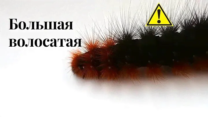 БольшААя волосатая! Гусеница "Медведица-кайя"