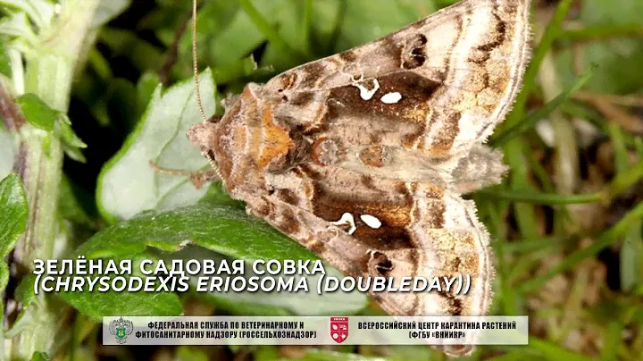 Зелёная садовая совка (Chrysodexis eriosoma (Doubleday))