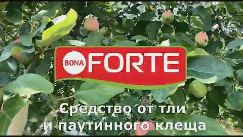 Чем убить тлю и гусениц в саду? Средство Bona Forte в эжекторе от тли, гусениц и других насекомых